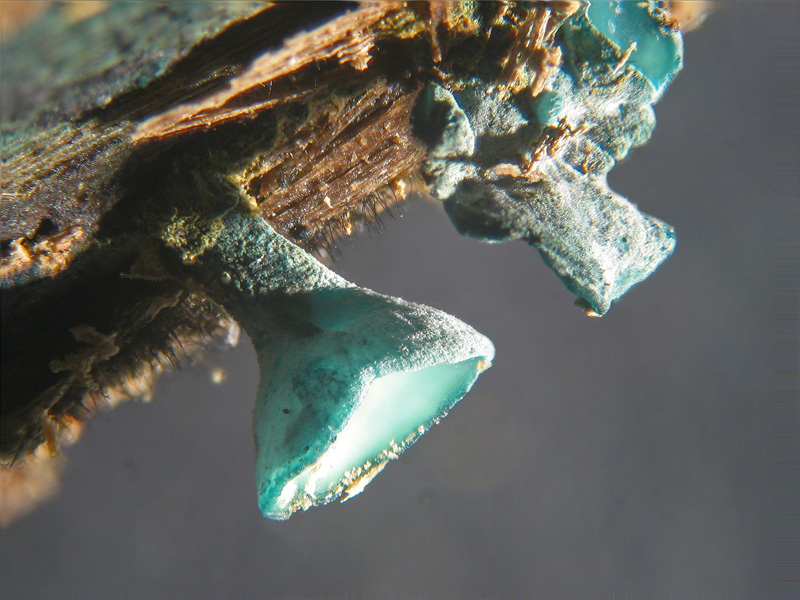 Chlorociboria (Chlorosplenium) aeruginascens